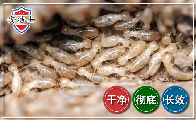 三门白蚁防治