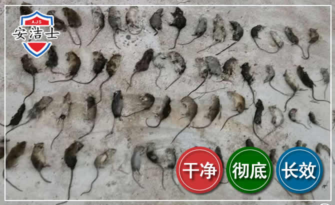 三门鼠害防治-灭鼠