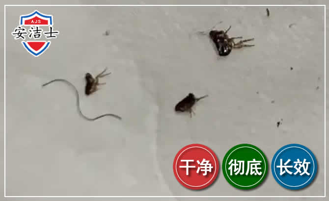 三门跳蚤防治-灭跳蚤