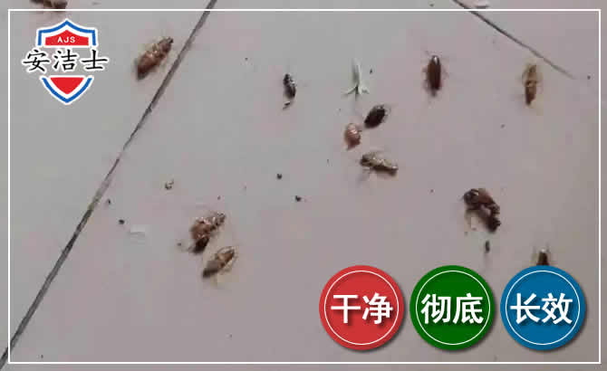 三门蟑螂防治-灭蟑螂