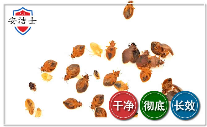 三门臭虫防治-消灭臭虫